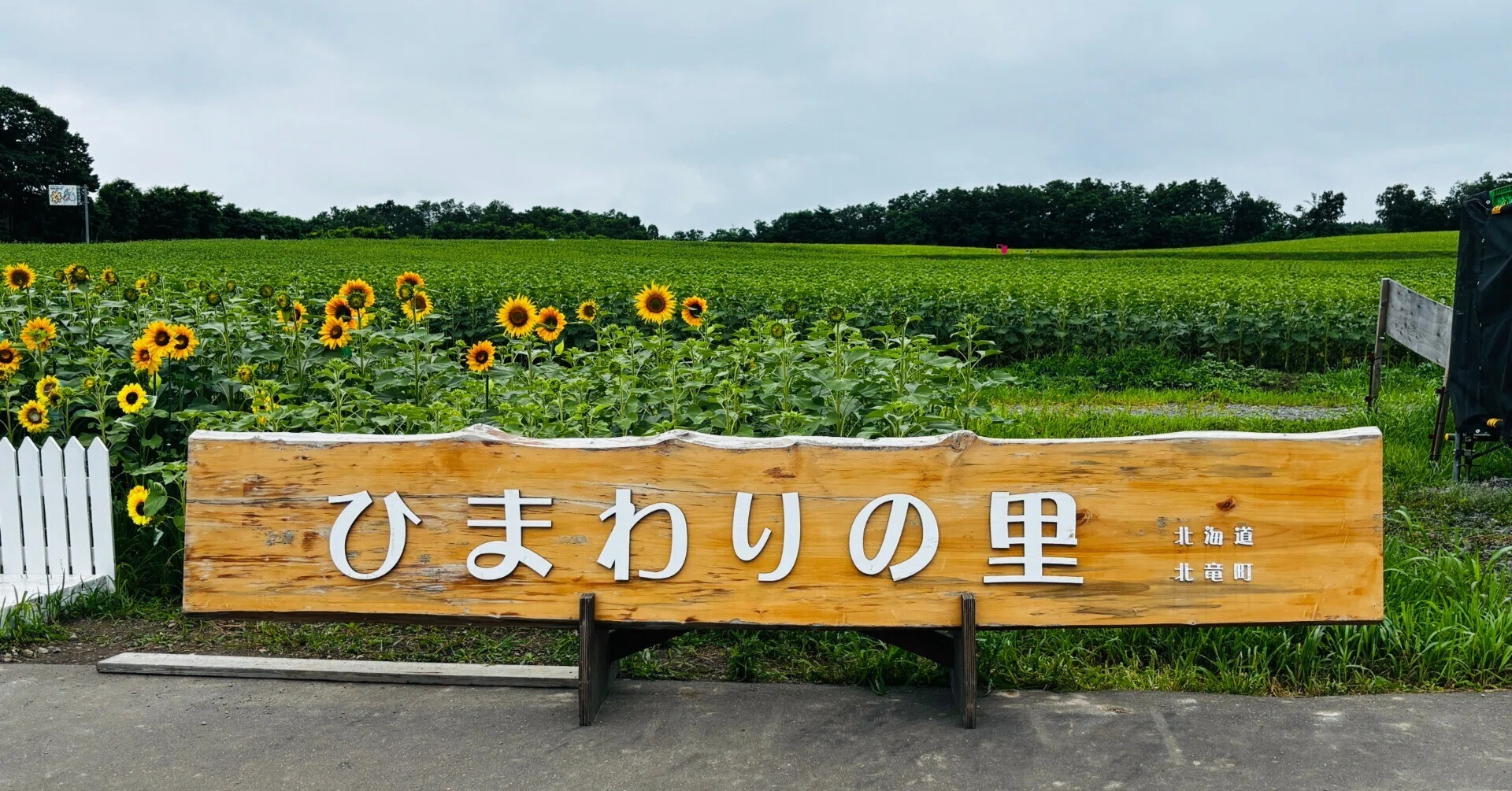 北海道中央バス定期観光バス「北竜ひまわりの里と四季彩の丘コース