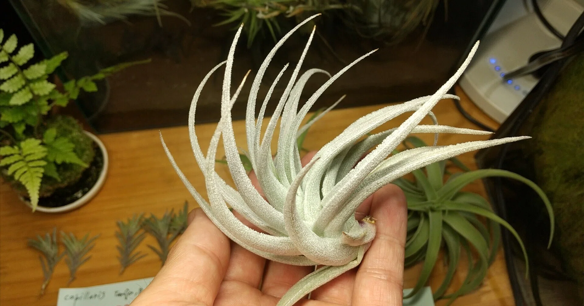 チランジア入荷リスト7/25｜NatureGarden🌿神田