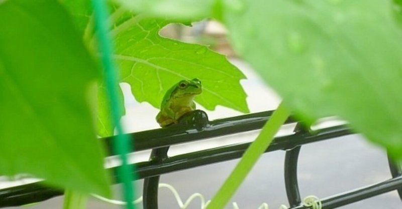 梅雨時の庭は🐸の楽園