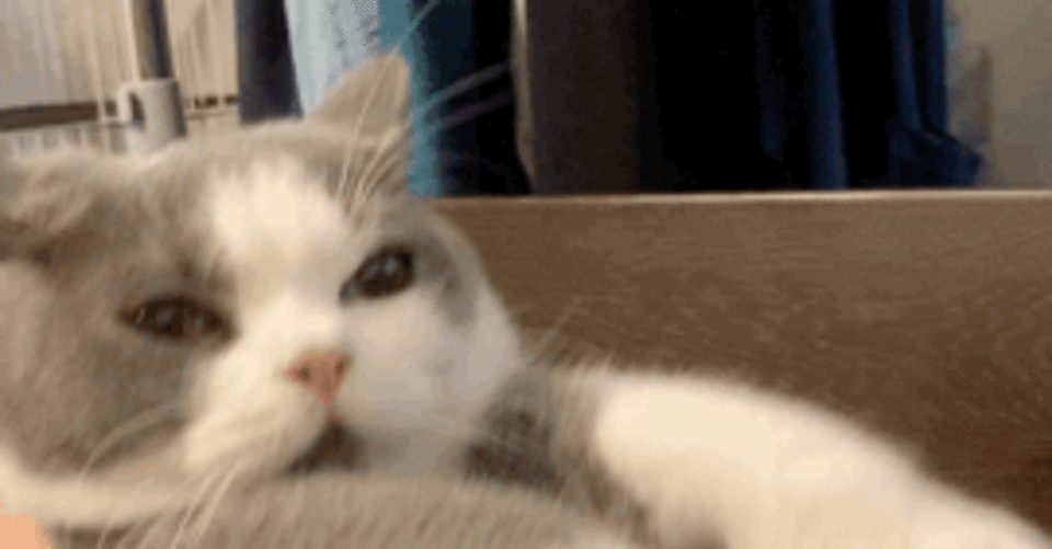 猫でgifアニメ作ってみた ツルタ Note