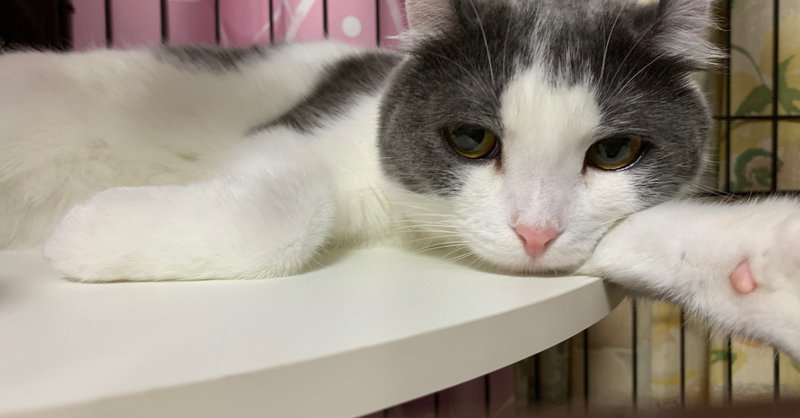 猫のゴロゴロ音の意外な効果 ちゃみ 鬼滅のメンタルライター Note