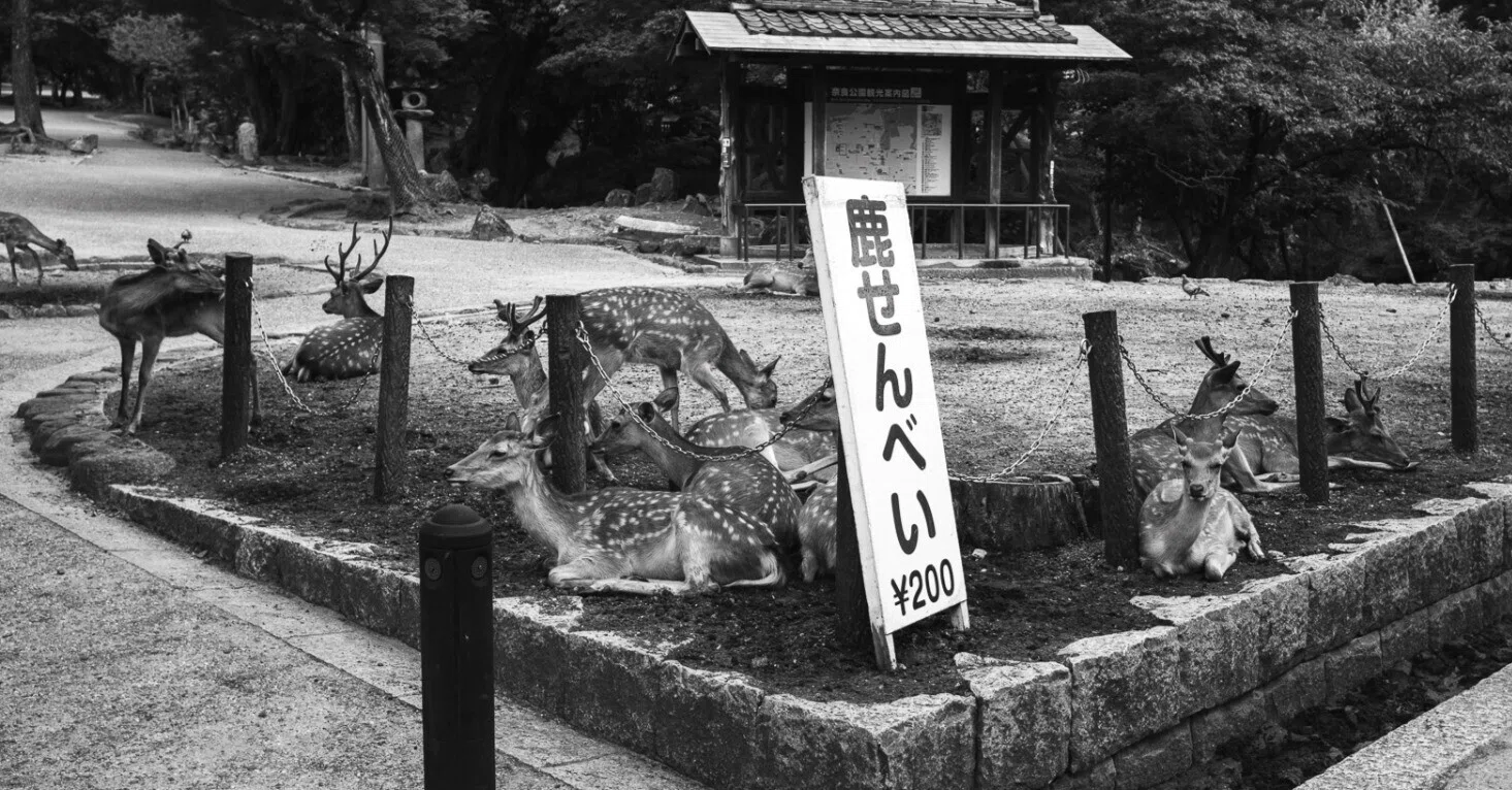 20年前の私を追って」｜会社員とカメラ