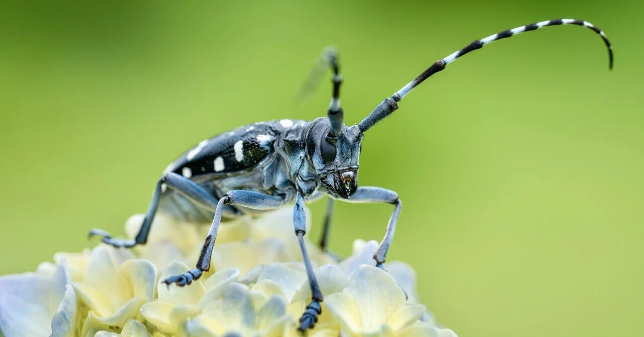 SONY FE 90mm F2.8 Macro G OSSで虫を撮る｜TOLIMAN Hondα