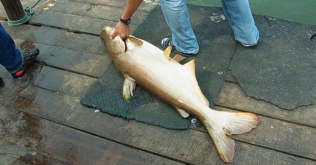 タイでも釣りを楽しみたい 在住歴年が話したい本当のタイと見てきたこととうまい話と Note