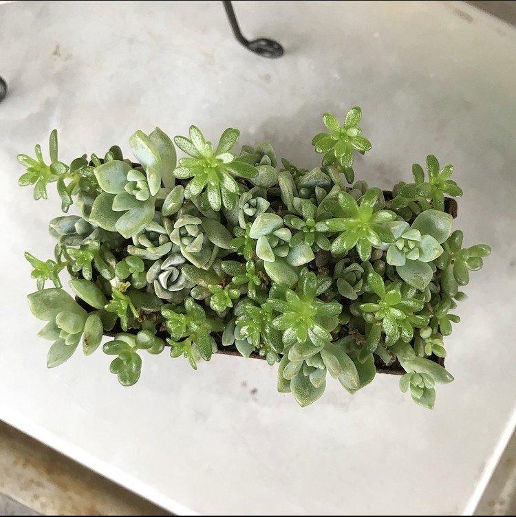 植物と雑貨がお洒落に並んでいるお店の木箱に入ったセダム 多肉植物 と出会って Lehu れふ Note 植物と雑貨がお洒落に並んでいるお店の木箱に入ったセダム 多肉植物 と出会って Lehu れふ Note