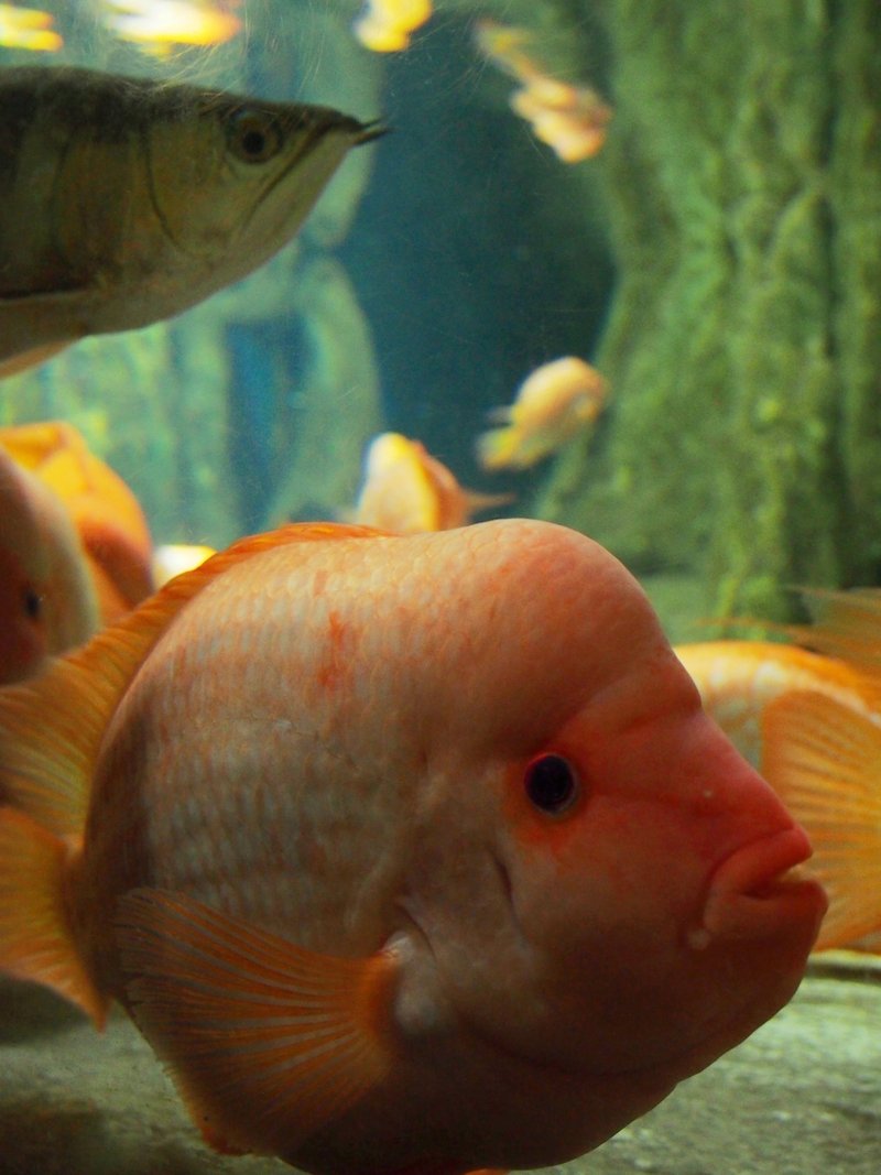 青森 番外編 浅虫水族館の魚たち すぴー Note