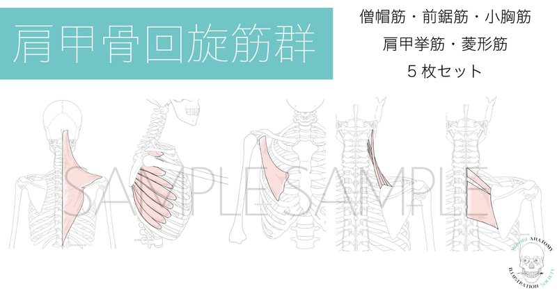 下方回旋筋群 の新着タグ記事一覧 Note つくる つながる とどける
