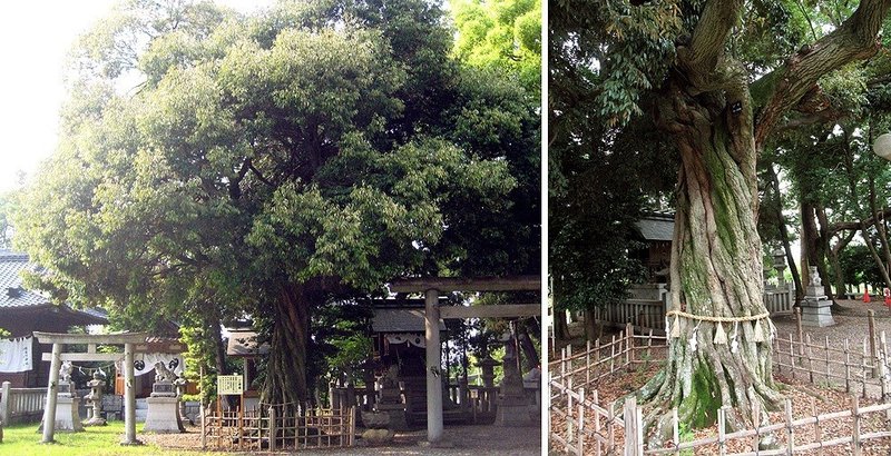 8本刈谷神社神木