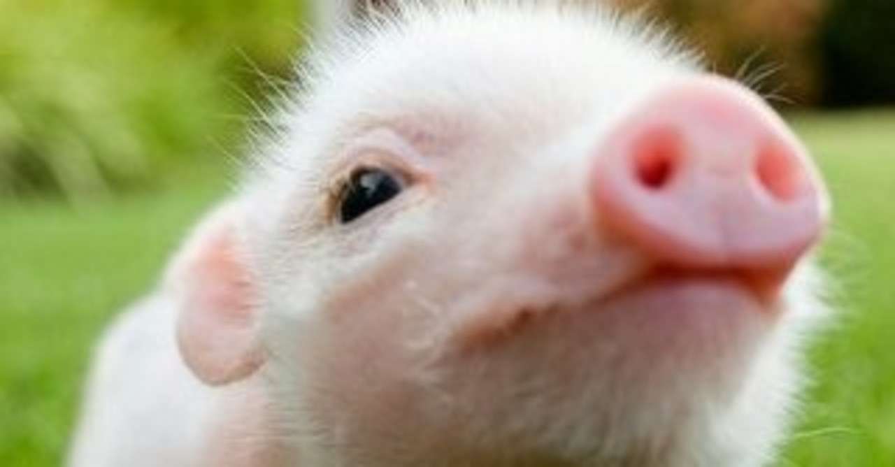 ダイエットブログ開設にあたっての自己紹介 天月 ゆうり Note