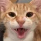  ねこと５６５６(ゴロゴロ)
