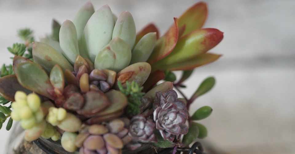 簡単 多肉植物の育て方 Copins Flower コピンズフラワー Note