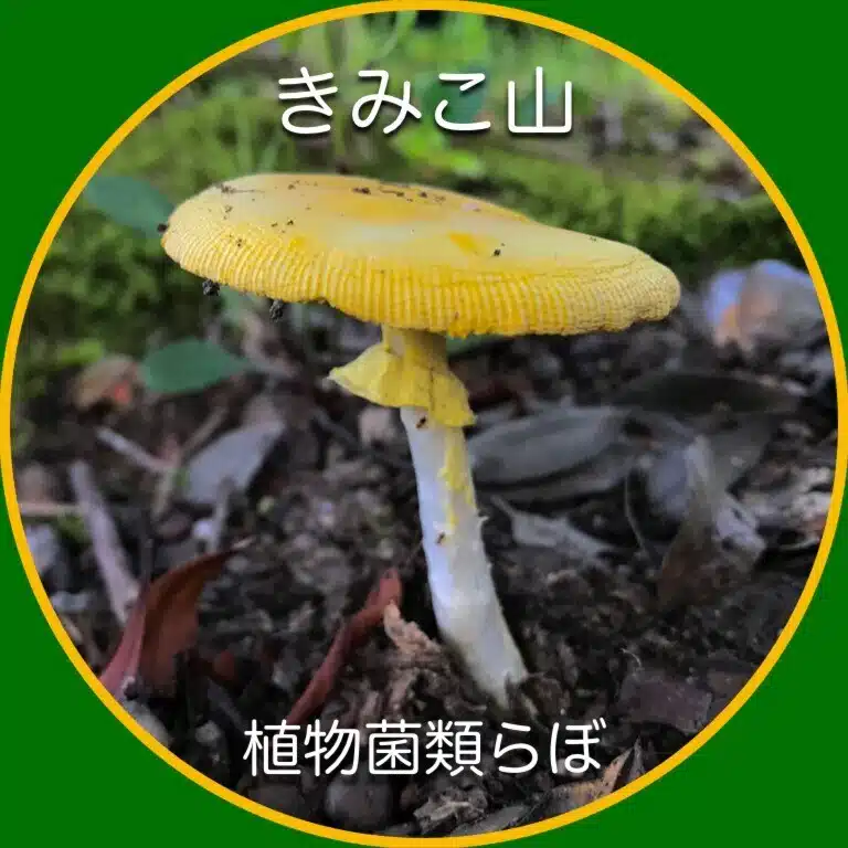 きみこ山植物菌類らぼ