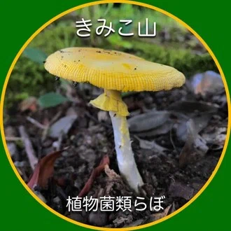きみこ山植物菌類らぼ