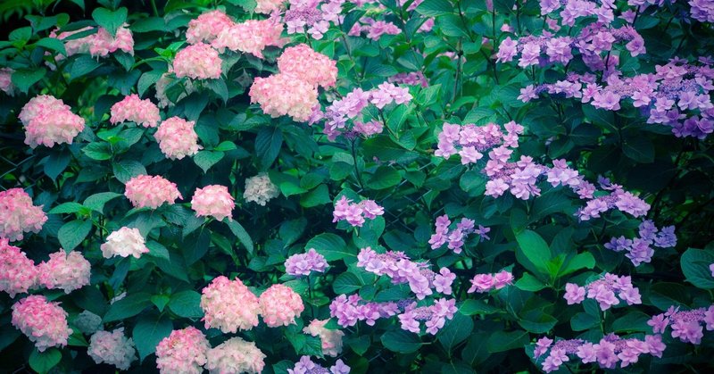 Takesumi 飾り竹炭 苔庭 m ちりめん赤 竹炭インテリア Takesumi Note Takesumi 飾り竹炭 苔庭 m ちりめん赤 竹炭インテリア Takesumi Note