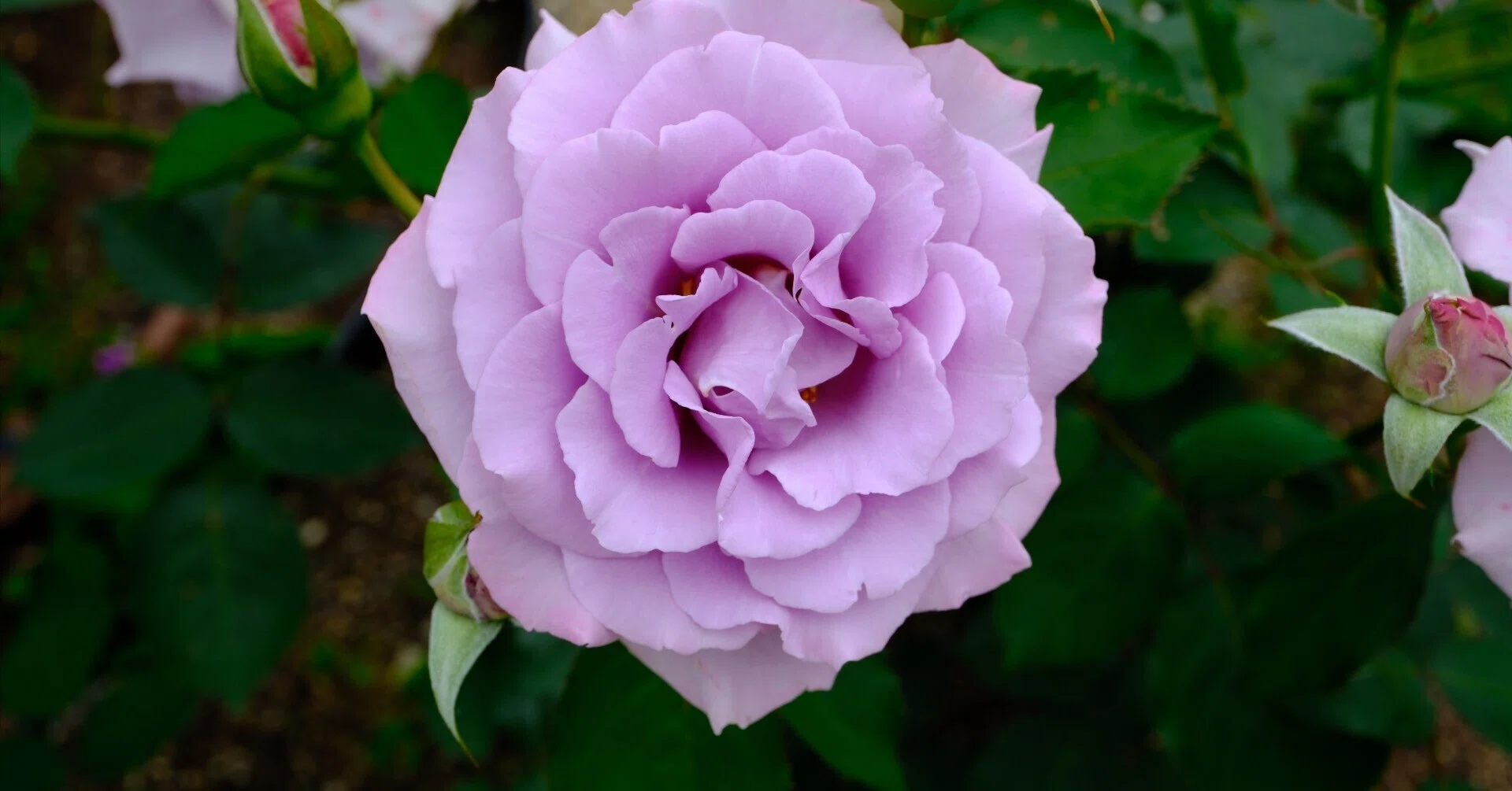 📷X-T30III × 🌹中之島バラ園 ｜ 🇯🇵爽（Sou）｜ぱぽにゃん🌹🌳