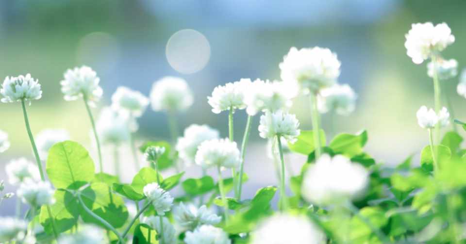 自信の種 ジャスミン精油からのメッセージ アロマセラピストsea Note