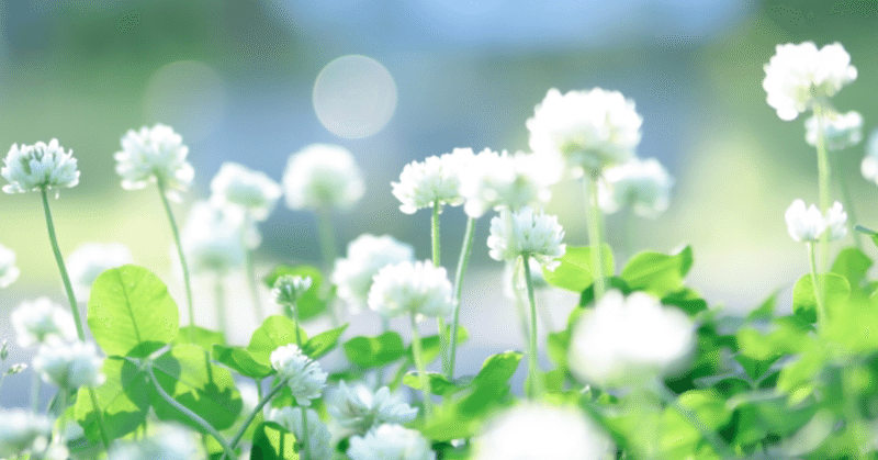 自信の種 ジャスミン精油からのメッセージ アロマセラピストsea Note