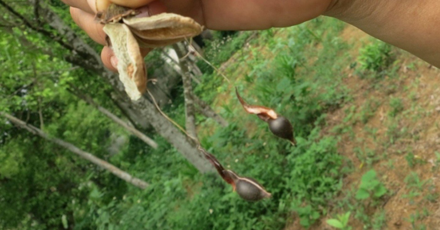 沈香・伽羅の香りの効果｜渡辺えり代 | 香道家 | 蓮心流香道