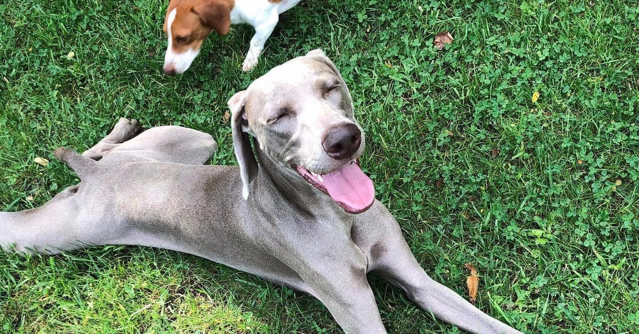 狩猟犬 の新着タグ記事一覧 Note つくる つながる とどける