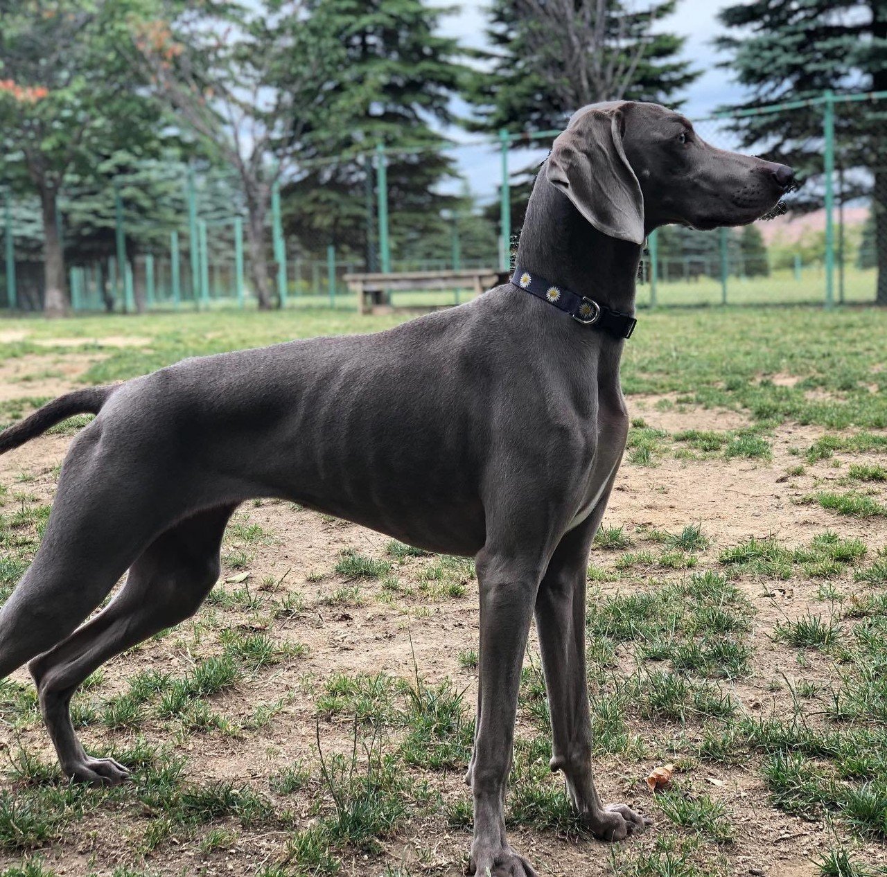 ワイマラナーという犬 May De Garage メイドガレージ Note ワイマラナーという犬 May De Garage メイドガレージ Note