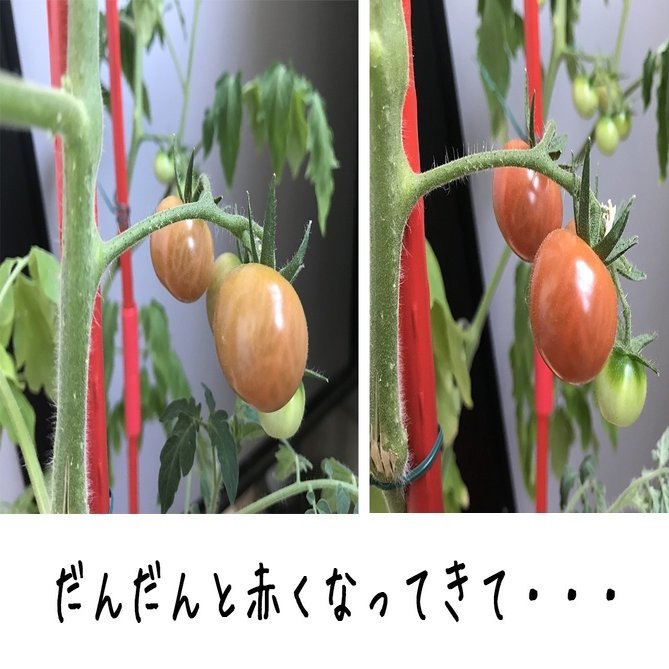 元気をくれる赤い野菜 トマトがお手軽に育てられるナフコオリジナル そのまま植えられるトマトの土 登場 ナフコ スタッフがイチ押しアイテムで語ってみるnote