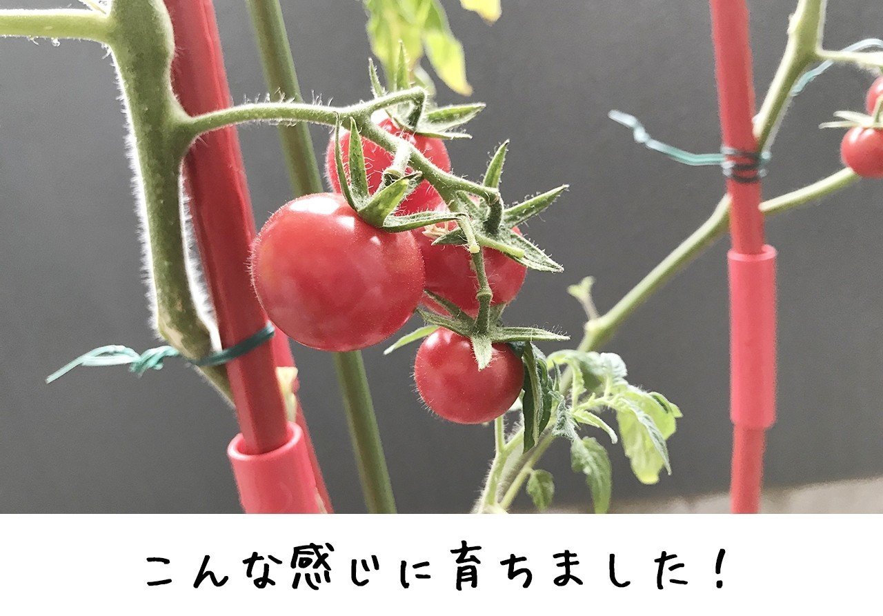 元気をくれる赤い野菜 トマトがお手軽に育てられるナフコオリジナル そのまま植えられるトマトの土 登場 ナフコ スタッフがイチ押しアイテムで語ってみるnote 元気をくれる赤い野菜 トマトがお手軽に育てられるナフコオリジナル そのまま植えられるトマトの土 登場 ナフコ スタッフがイチ押しアイテムで語ってみるnote
