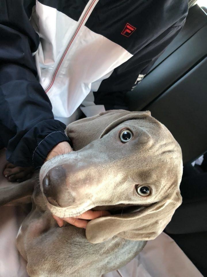ワイマラナーという犬 まさぼん Note