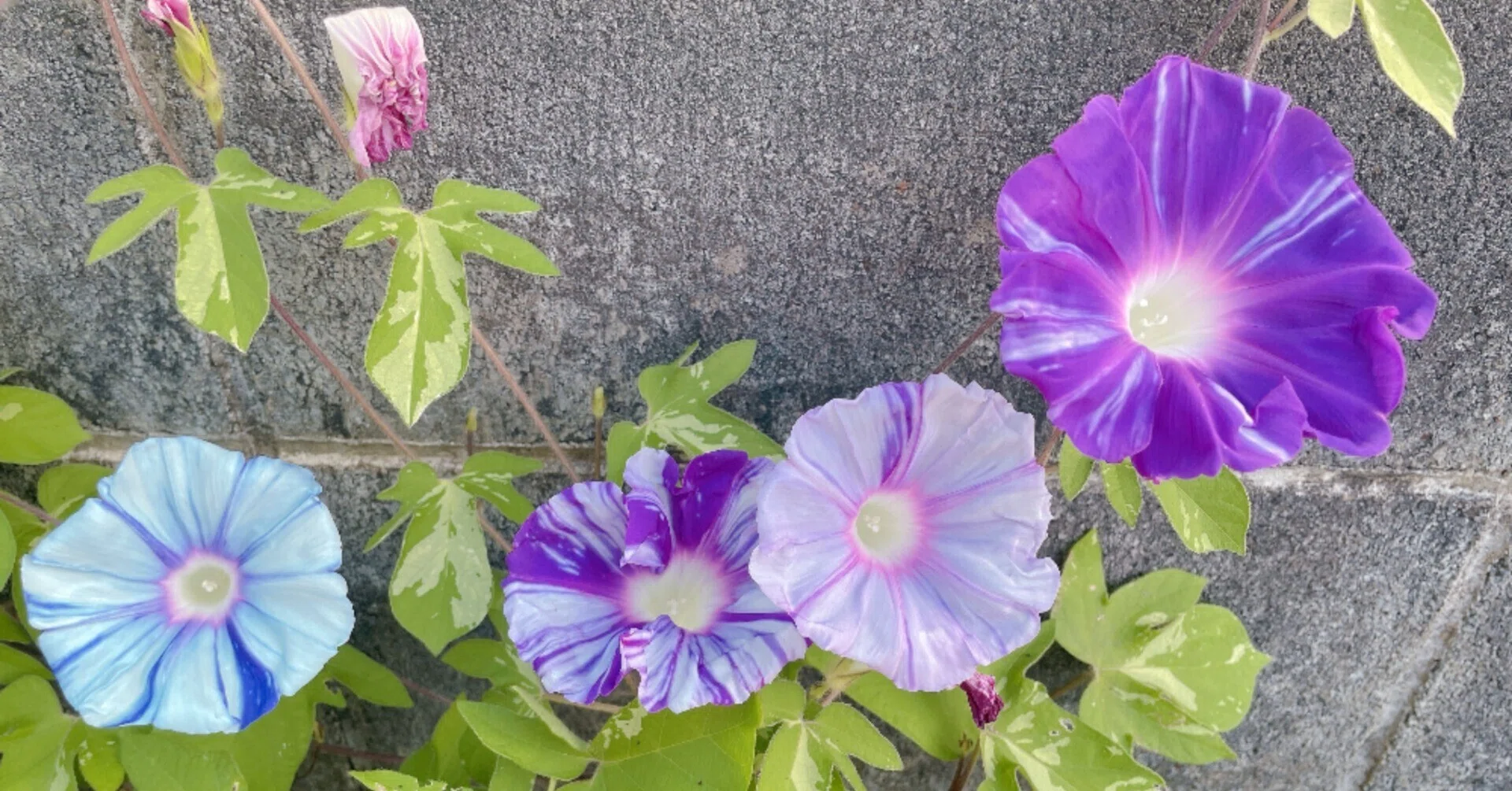 朝顔爛漫～見頃を迎えた夏の朝の宝石たち～｜フローラスター