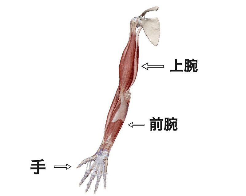 上腕筋二頭筋に隠れた影の存在 阿部 陸 筋トレの価値を伝えるトレーナー Note