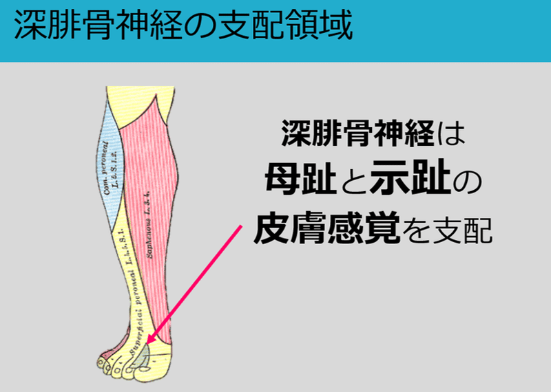 悩ましい足部の神経障害 私が経験した3症例を通して Y K Note