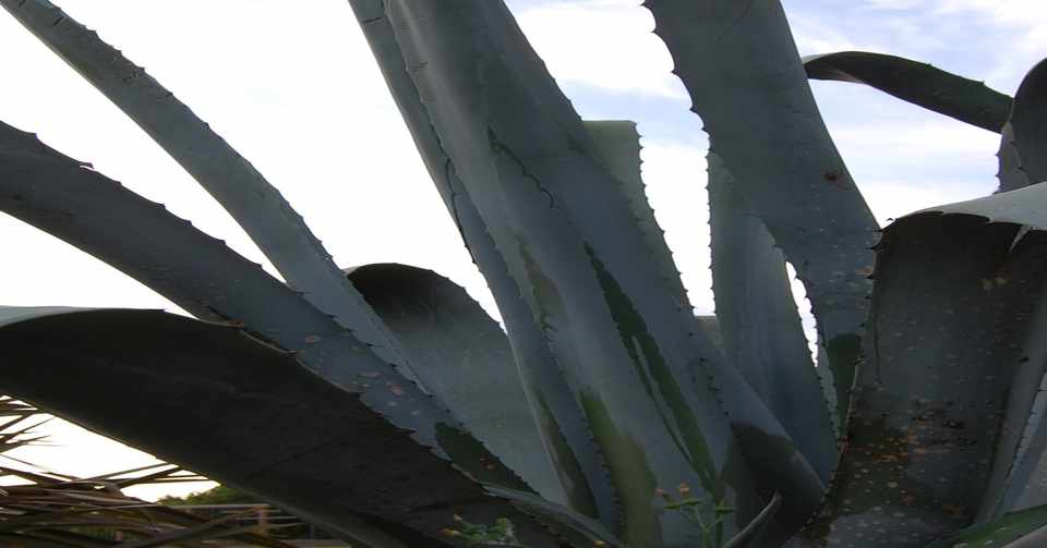 アガベの種を蒔く 伊藤奈美 チュンチュン Note