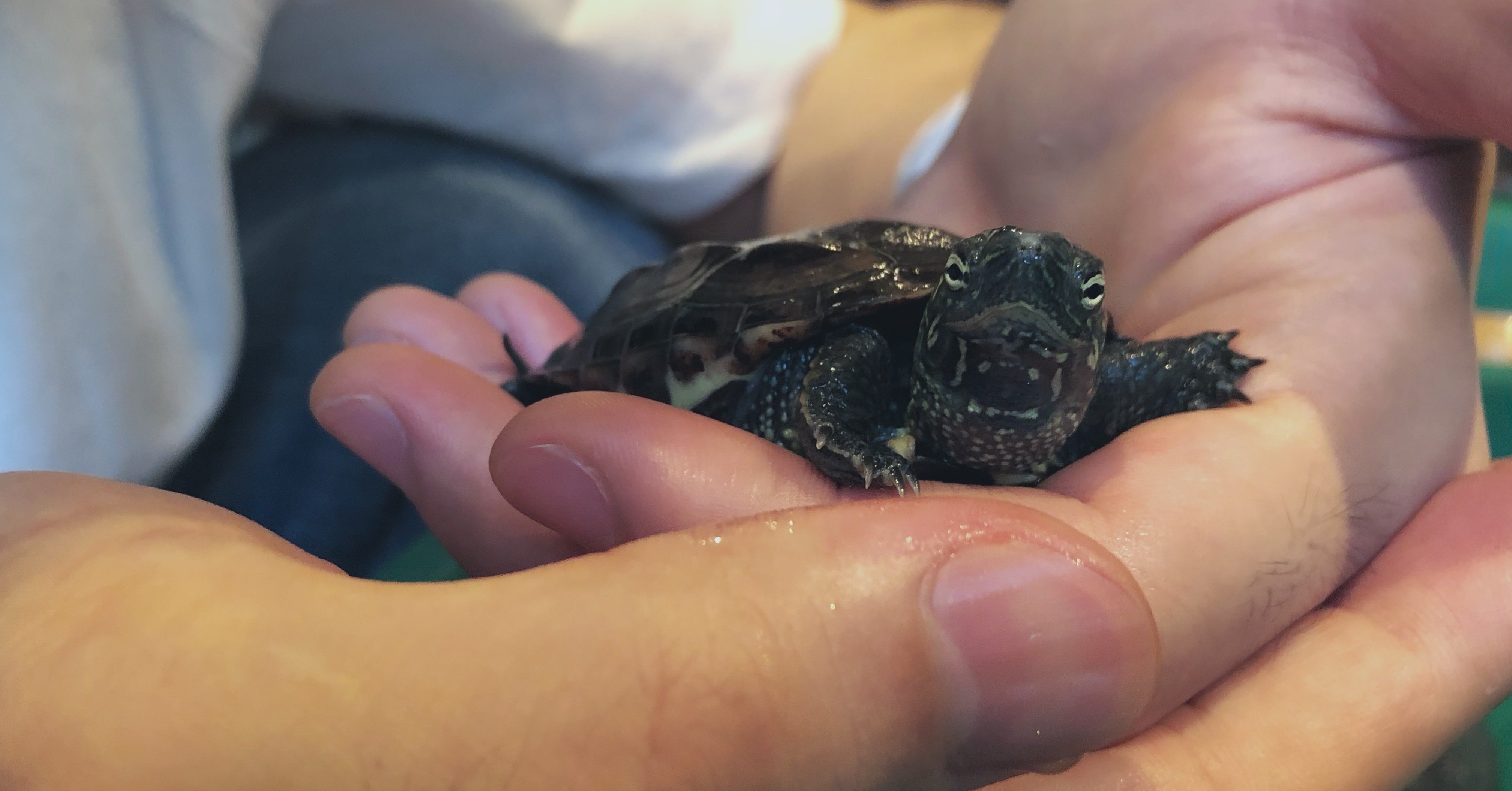 子亀がやってきた すにー Note