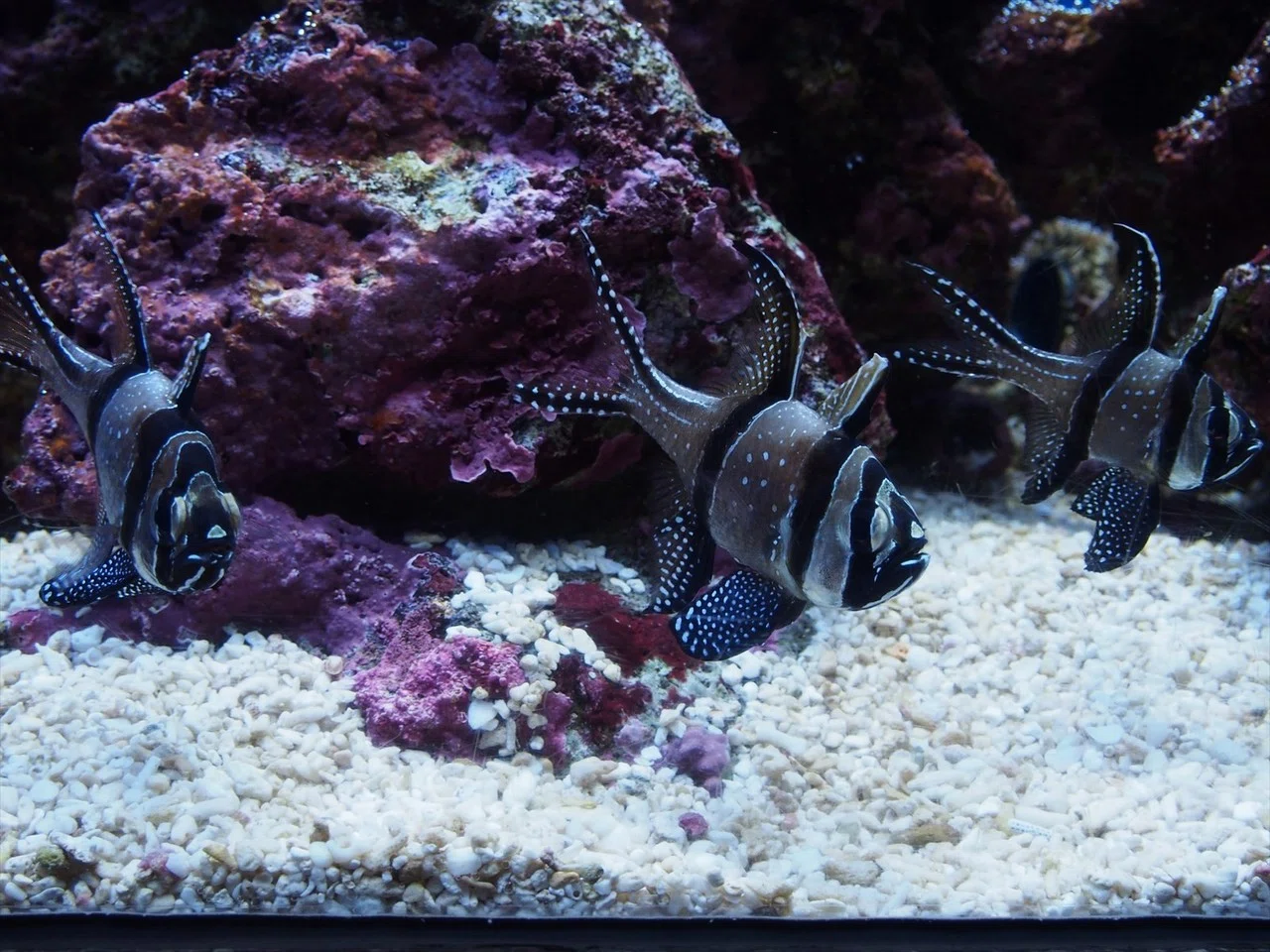 青森、番外編・浅虫水族館の魚たち|すぴー|note