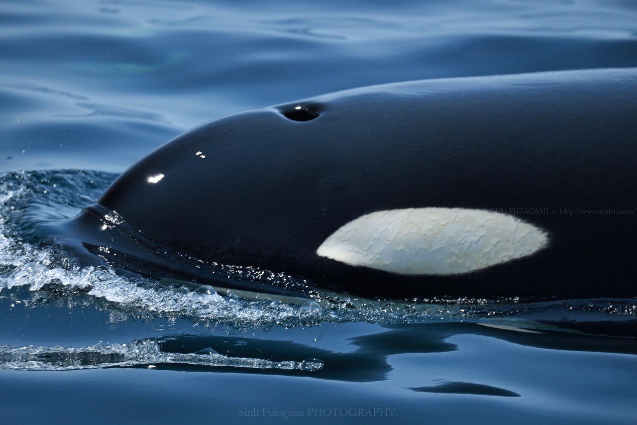 クルーズ船でトライする迫力の動物撮影 15 Sinh Note クルーズ船でトライする迫力の動物撮影 15 Sinh Note