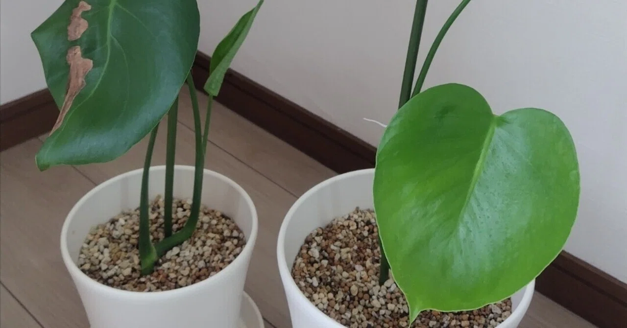 モンステラを室内向けに植え替え。ついでにポトスも育て始めました｜Ato-D
