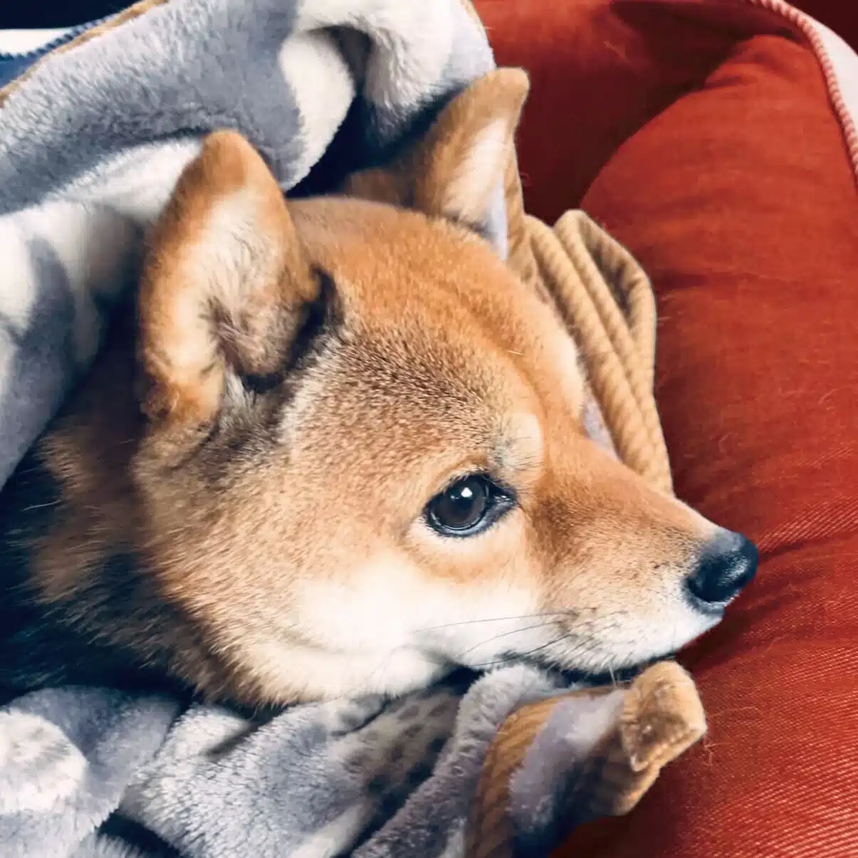 しばいぬの置き手紙