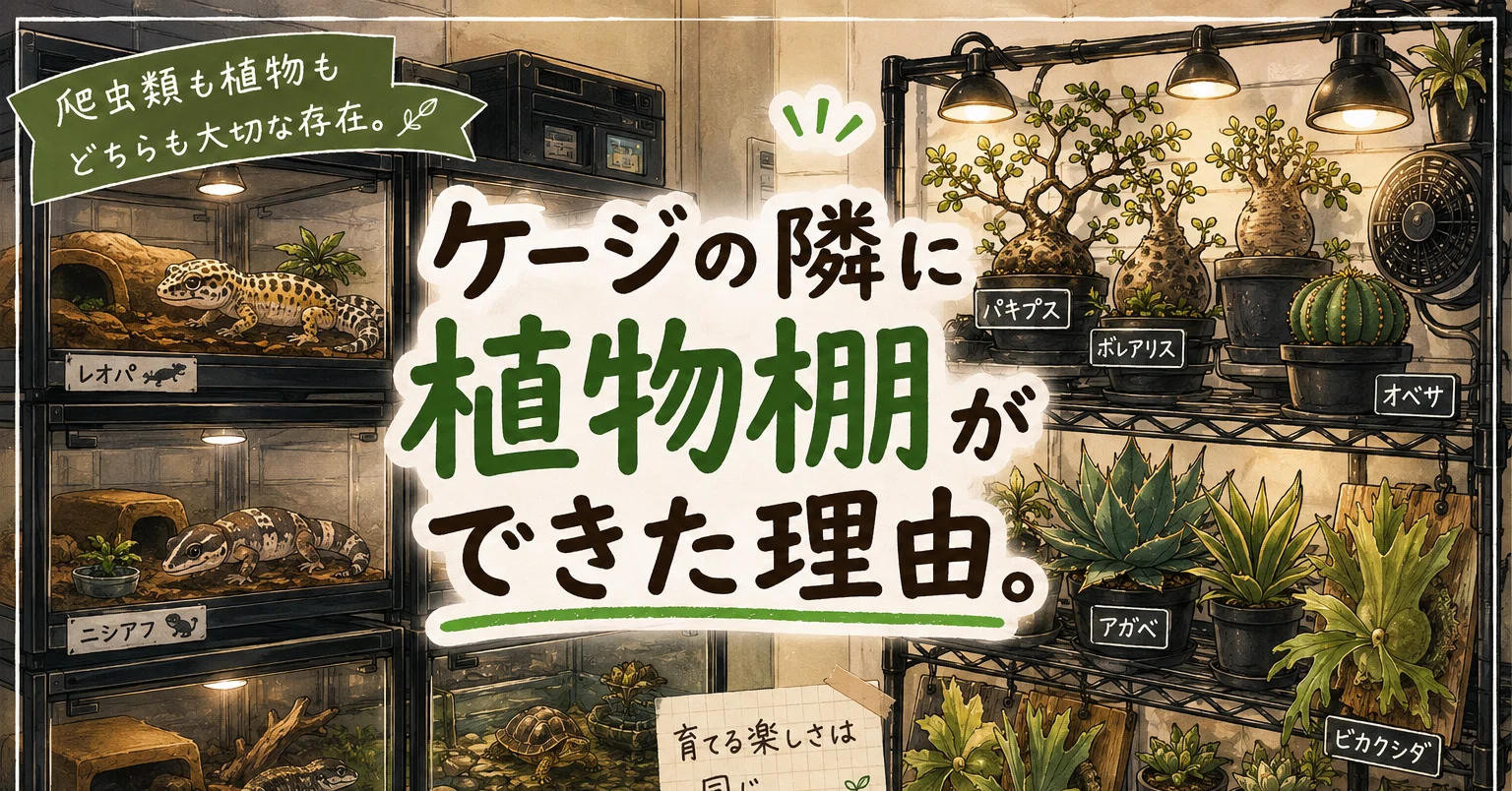 ケージの隣に植物棚ができた理由。｜マキ爬虫類飼育部屋