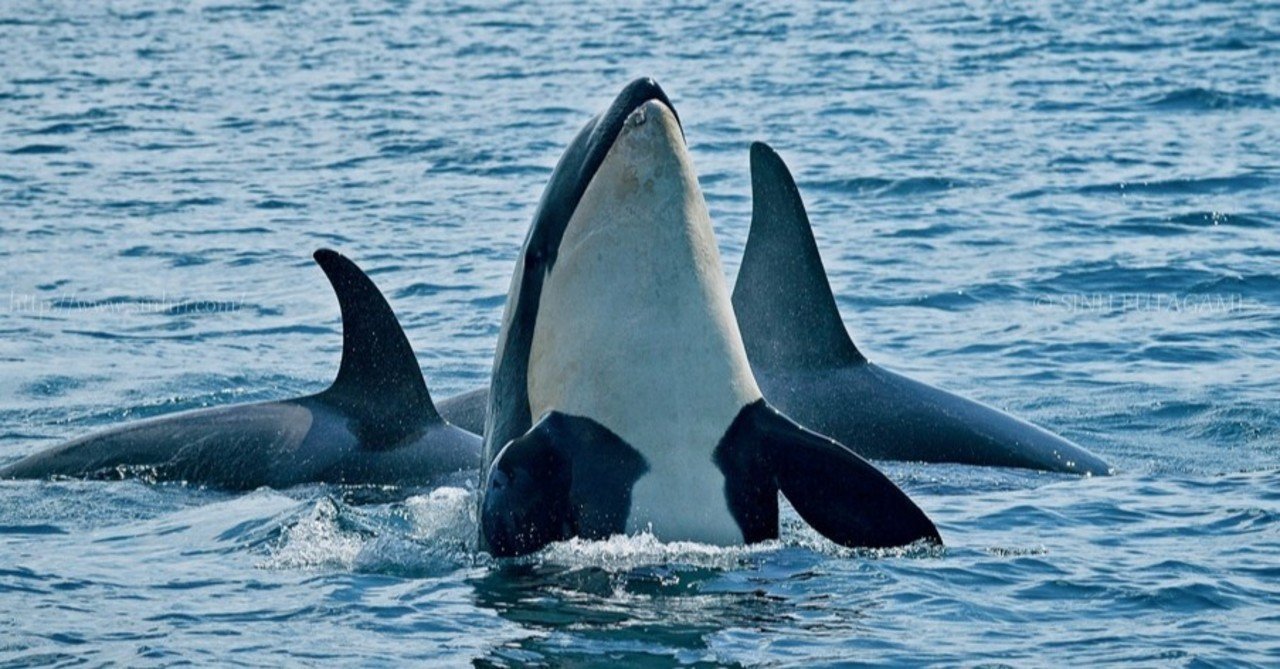 クルーズ船でトライする迫力の動物撮影 15 Sinh Note クルーズ船でトライする迫力の動物撮影 15 Sinh Note