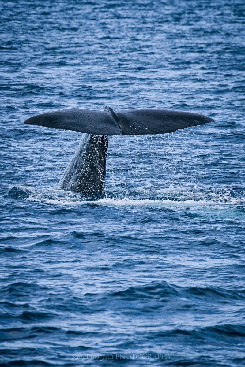 クルーズ船でトライする迫力の動物撮影 15 Sinh Note
