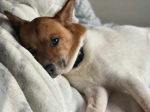 私の周りの犬たち Ryoviolin Note