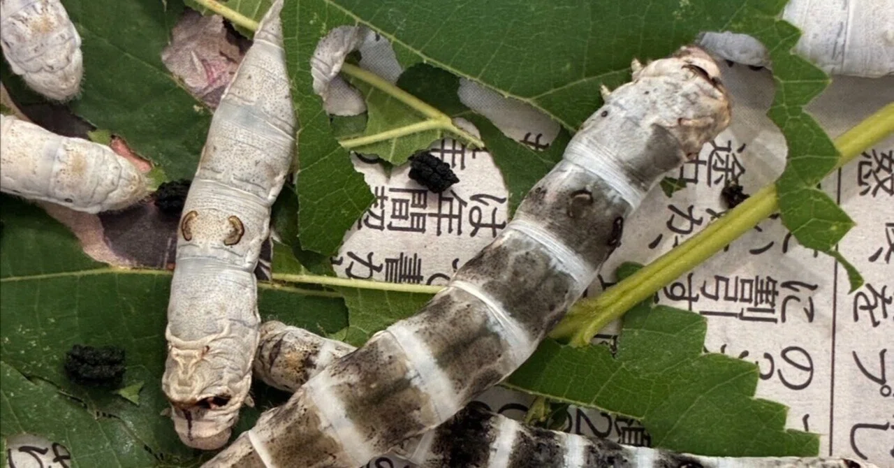 2026 Silkworms, Spinning to Begin Soon｜中央市豊富郷土資料館