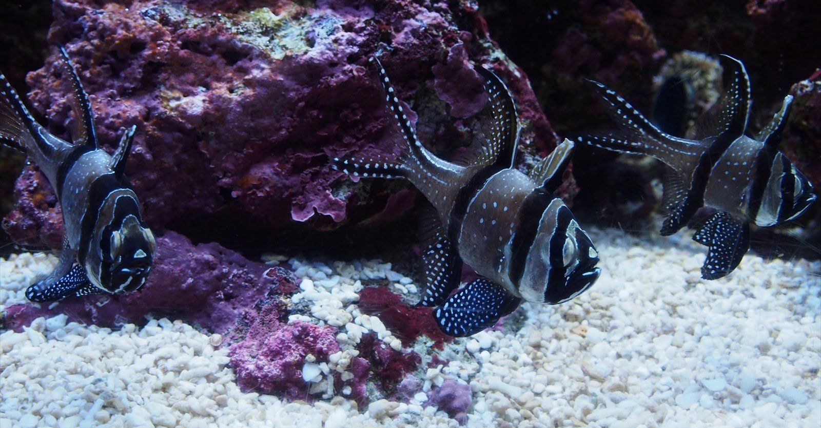 青森 番外編 浅虫水族館の魚たち すぴー Note 青森 番外編 浅虫水族館の魚たち すぴー Note