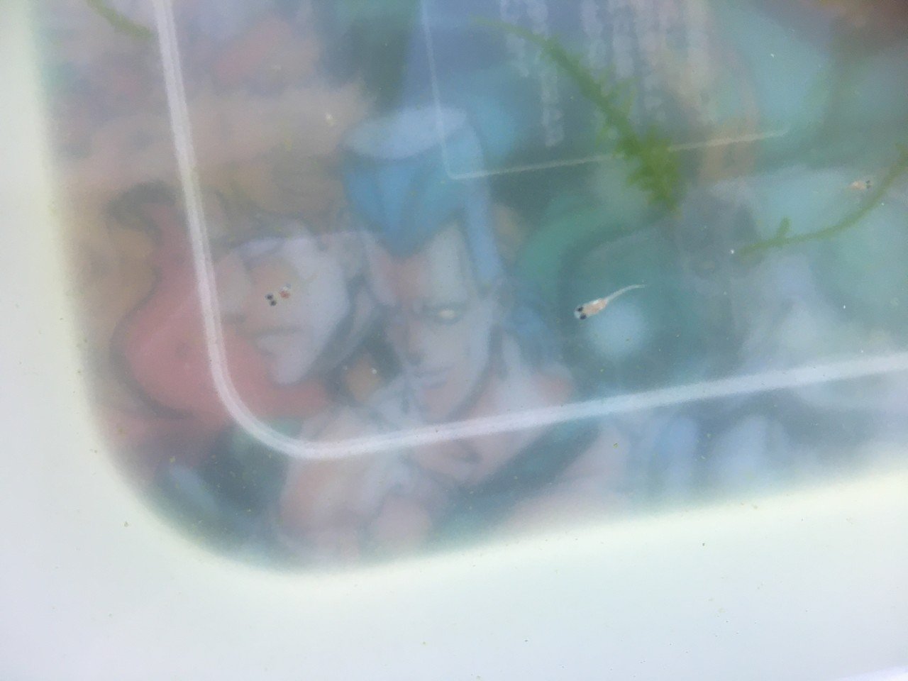 No 21 お掃除事情 水槽初心者 Note No 21 お掃除事情 水槽初心者 Note