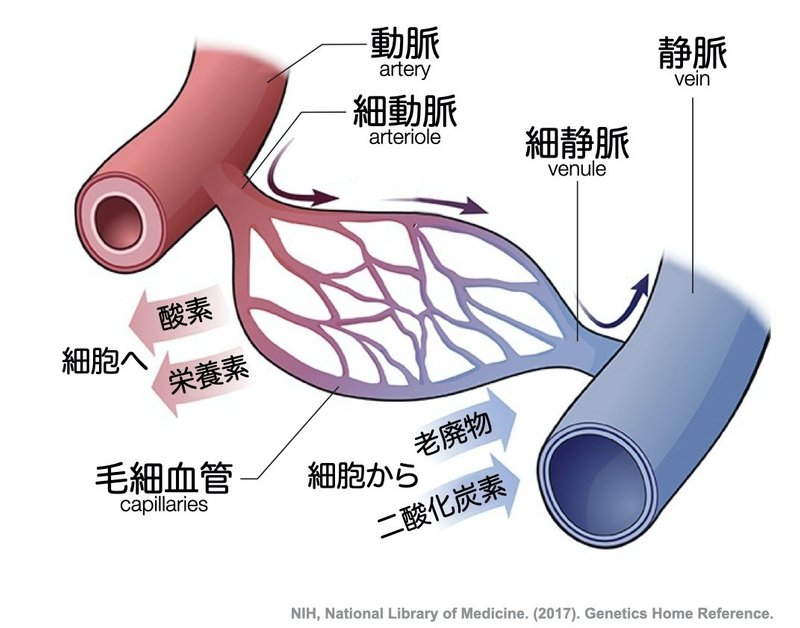 【徹底的国試対策】2-1 循環器系 - 血管系概論.015