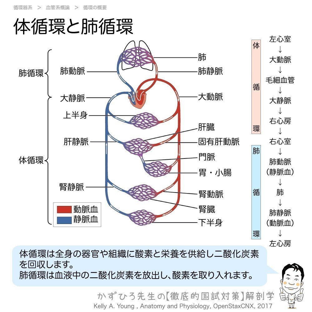 2 1 1 循環器系 血管系概論 解説 かずひろ先生 黒澤一弘 解剖学 Note