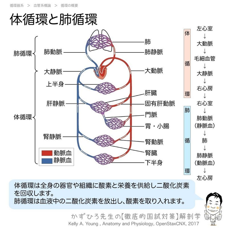 2 1 1 循環器系 血管系概論 解説 黒澤一弘 Note
