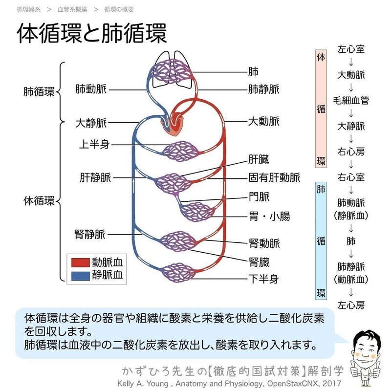 循環器系-21-01-体循環と肺循環-SQ