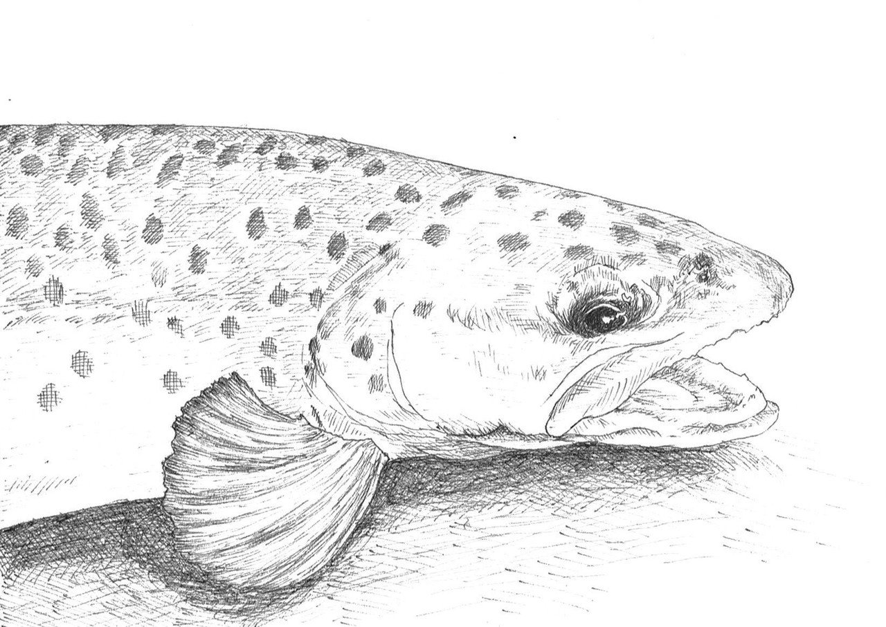 お魚イラスト 岩間創作室 Iwama Artwork Note お魚イラスト 岩間創作室 Iwama Artwork Note