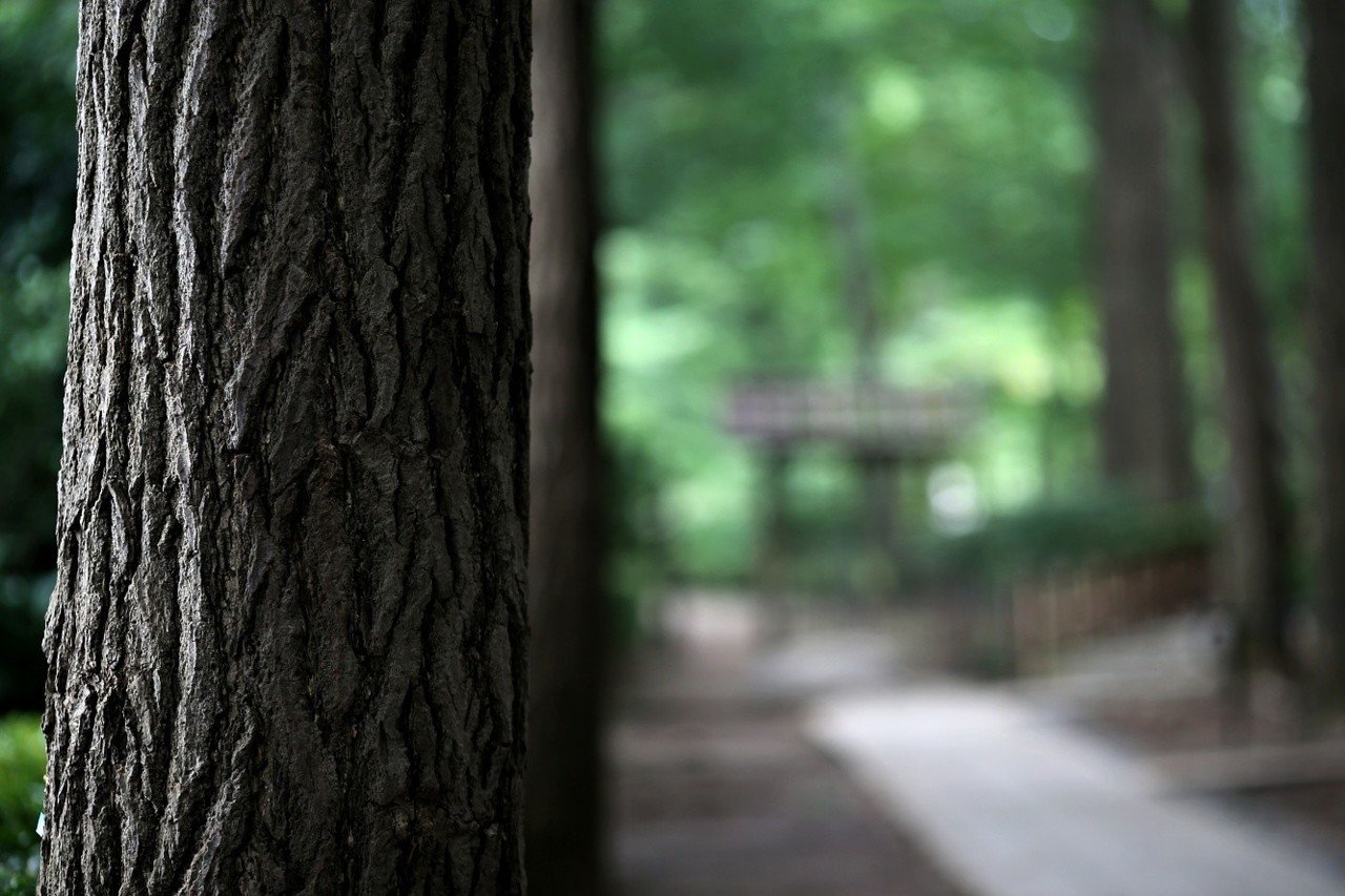1996年生まれの現役ネオクラシックレンズ Ef135mm F2l Usm で公園散歩 午後の部 Non Note 1996年生まれの現役ネオクラシックレンズ Ef135mm F2l Usm で公園散歩 午後の部 Non Note