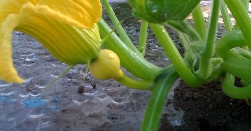 かぼちゃ生で食べれる Rie 麹マスター 野菜ソムリエプロ Note